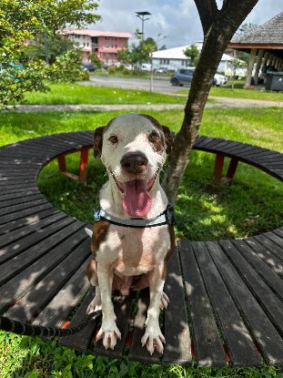 Adopter Lal lo