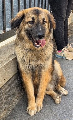 Adopter Lana