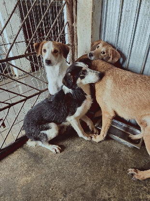 Adopter Lary