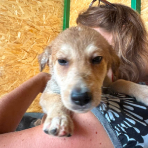 Adopter Laska