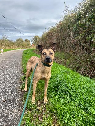 Adopter Laya