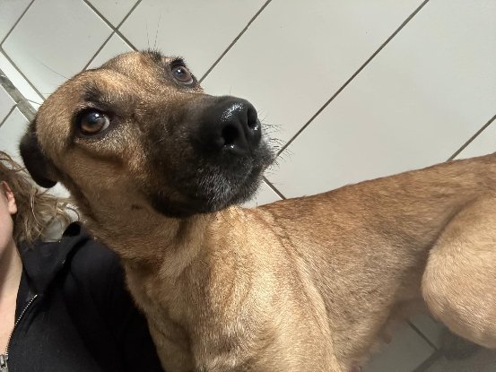 Adopter Laya