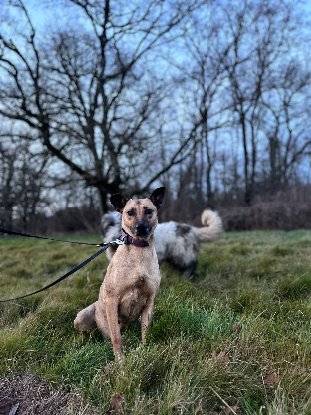 Adopter Laya