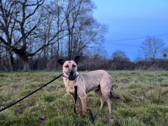 Adoption Laya