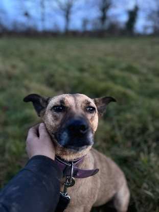 Adoption Laya