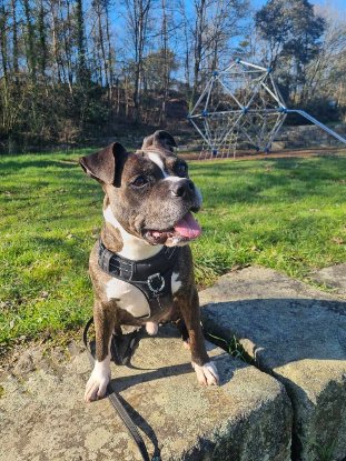 Adoption Lecko