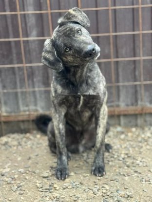 Adopter Léonard