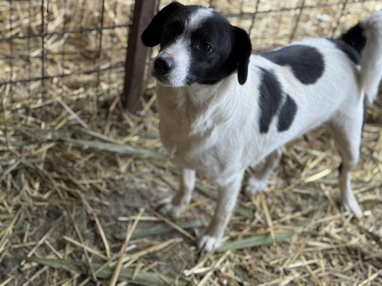 Adopter Léonie