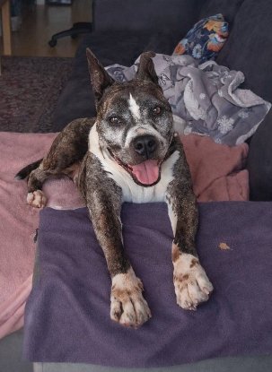 Adopter Leycko