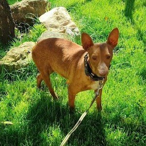 Adopter Lichi