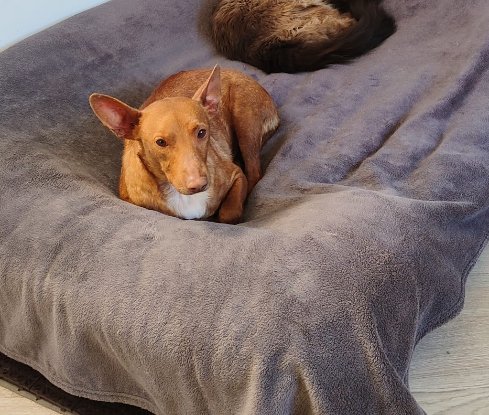 Adopter Lichi