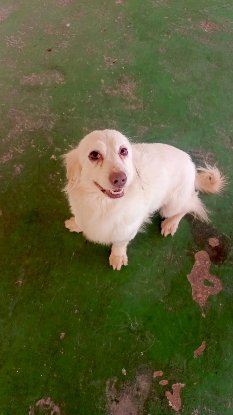 Adopter Lily