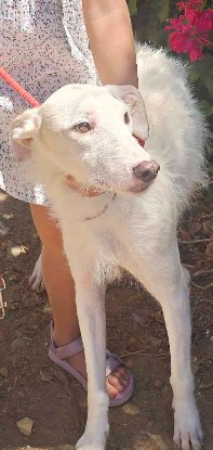 Adopter Lino