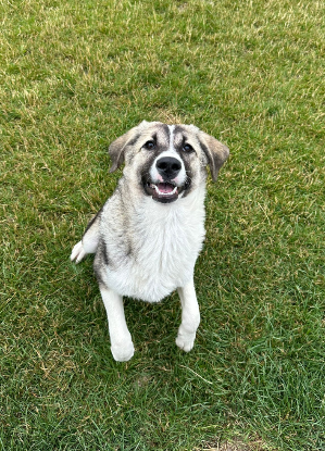 Adopter Lisette
