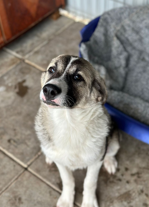 Adopter Lisette
