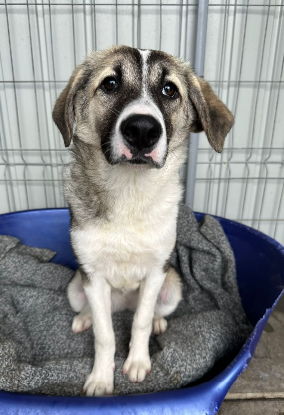 Adoption Lisette