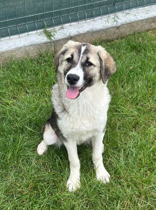 Adoption Lisette