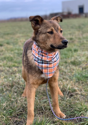 Adopter Livy