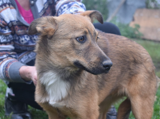 Adopter Livy