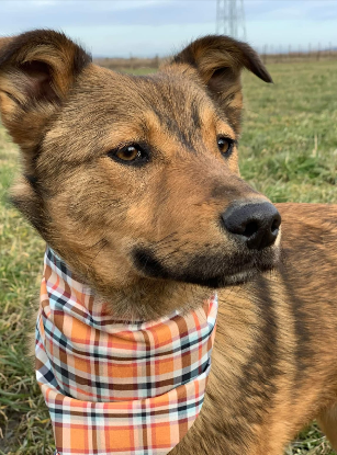 Adoption Livy