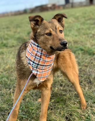 Adoption Livy