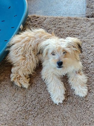 Adopter Locky