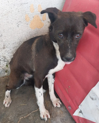 Adopter Loïs