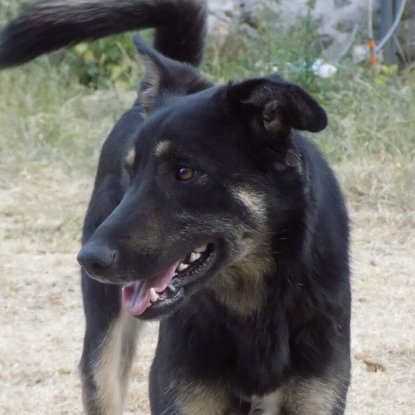 Adopter Loki