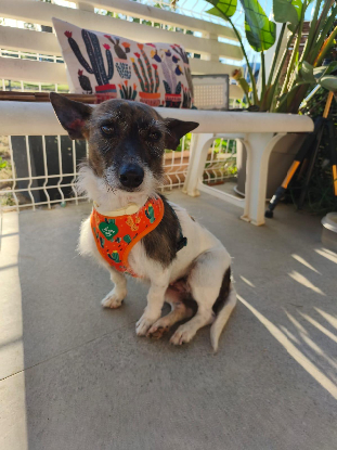 Adopter Lolita