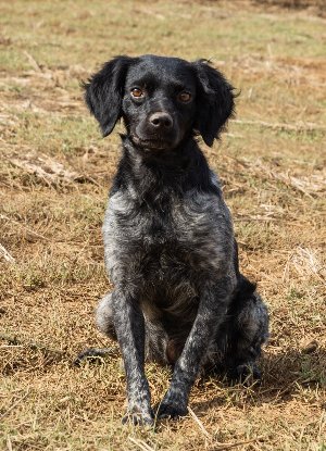 Adopter Lolo
