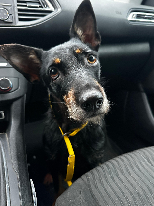Adopter Louky