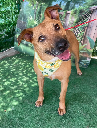 Adopter Loula