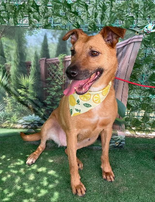 Adopter Loula