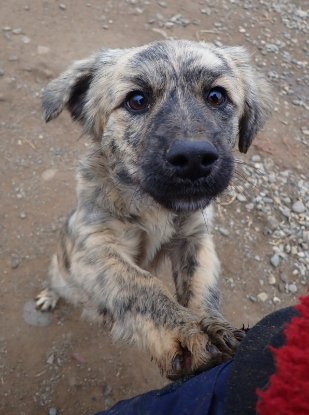 Adopter Louloute