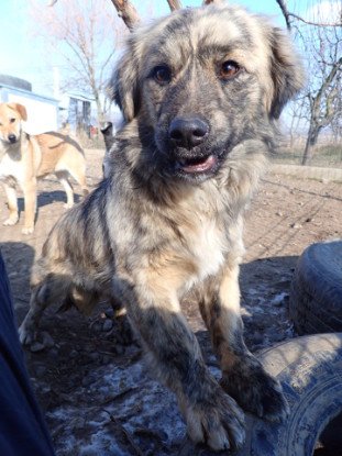 Adopter Louloute