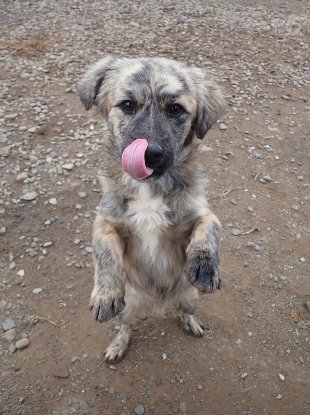 Adoption Louloute
