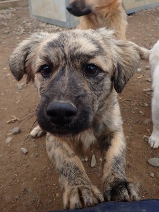 Adoption Louloute
