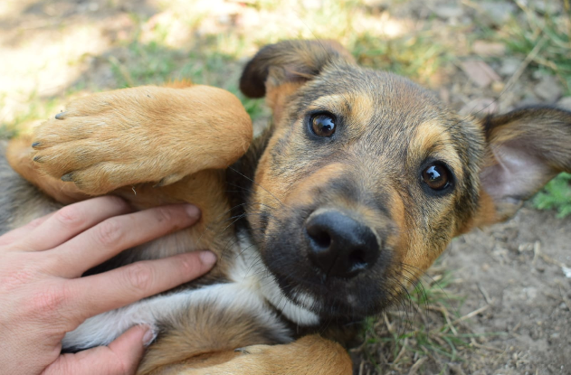 Adopter Lourdes