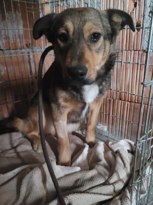 Adoption Lourdes