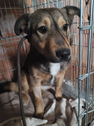 Adoption Lourdes