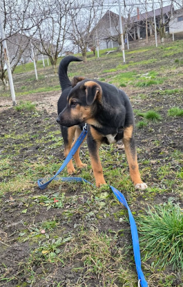 Adopter Lucas