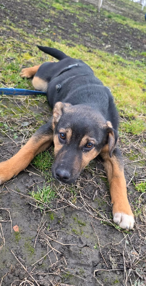Adopter Lucas