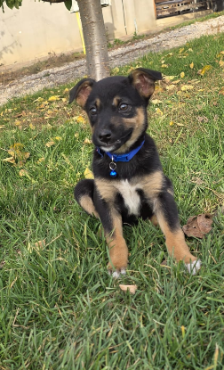 Adoption Lucas