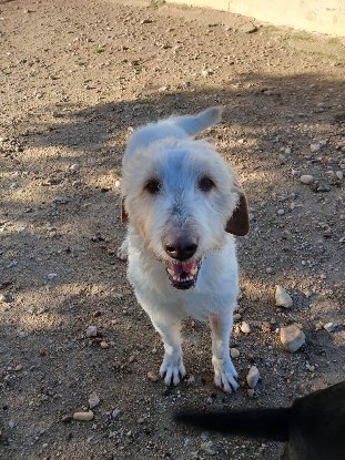 Adoption Luho