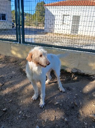Adoption Luho