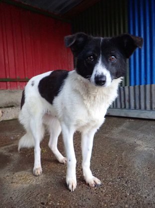 Adopter Luma