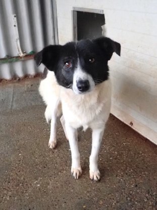 Adopter Luma