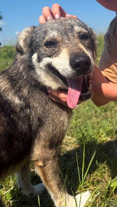 Adopter Luna