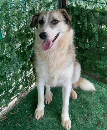 Adopter Lupa