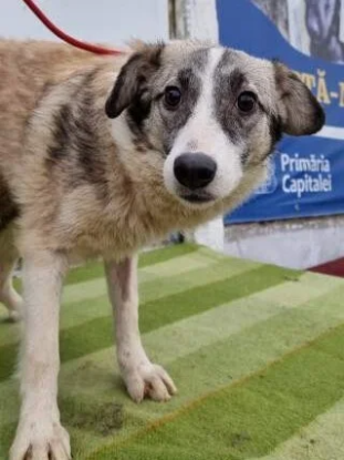 Adopter Lupa